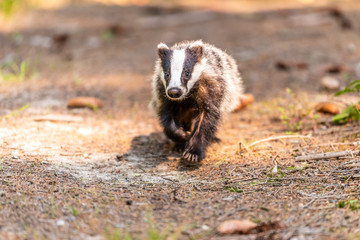 Badger in forest, animal in nature habitat, Germany, Europe. Wild Badger, Meles meles, animal in the wood. Mammal in environment, rainy day.