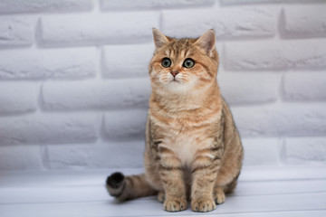 kitten cat Scottish straight, loose fluffy, animal munchkin © Дария