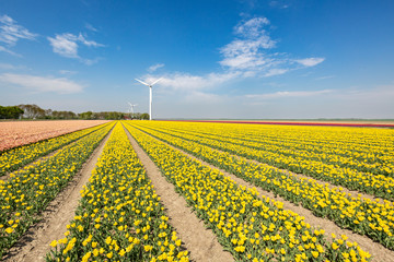 Fototapeta na wymiar Colorful yellow Dutch tulips in a flower field and a windmill in Holland
