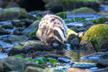Fototapeta premium Badger in forest, animal in nature habitat, Germany, Europe. Wild Badger, Meles meles, animal in the wood. Mammal in environment, rainy day.