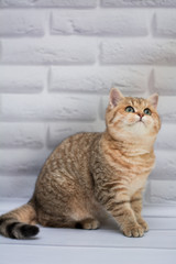 Obraz premium kitten cat Scottish straight, loose fluffy, animal munchkin