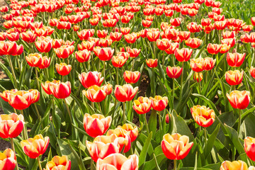 Fototapeta premium Colorful Dutch tulips in a flower field and a windmill in Holland