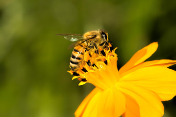 Honey bee sucking nectar from a flower       