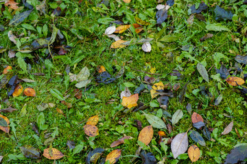 Close-up view of colorfull maple leaves on green grass