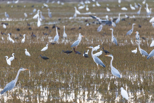 Garzas reales, garcetas, gaviotas y moritos en la Albufera de Valencia