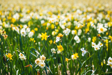 Daffodil flower or Lent lily, Narcissus pseudonarcissus, blooming in Dutch flower fields Drethe, the Netherlands.