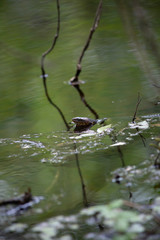 Broad-Banded Water Snake