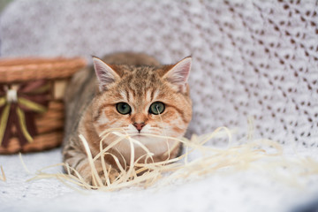 Fototapeta premium kitten cat Scottish straight, loose fluffy, animal munchkin