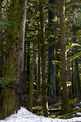 Mount Rainier National Park, USA.