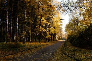 Road with fallen leaves through an autumn Pulkovo park illuminated by Sunbeams