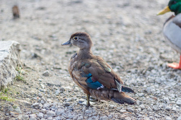 Close up of a juvenile duck with blue wing tips and beak  from the side rear. Grenadier Pond, High...