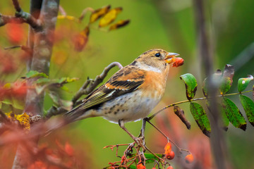 Brambling bird, Fringilla montifringilla, in winter plumage feeding berries