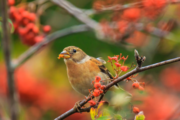 Brambling bird, Fringilla montifringilla, in winter plumage feeding berries