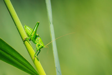 Great Green Bush-cricket, Tettigonia viridissima