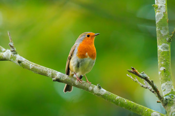 European robin bird (Erithacus rubecula) singing