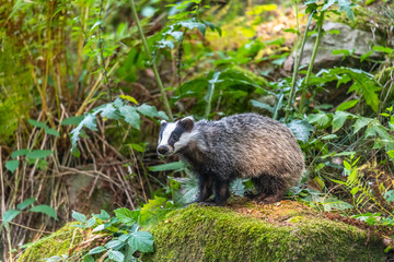 Badger in forest, animal in nature habitat, Germany, Europe. Wild Badger, Meles meles, animal in the wood. Mammal in environment, rainy day.