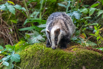 Obraz premium Badger in forest, animal in nature habitat, Germany, Europe. Wild Badger, Meles meles, animal in the wood. Mammal in environment, rainy day.