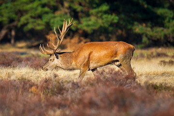 Male red deer, cervus elaphus, during rutting season