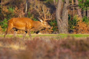 Male red deer, cervus elaphus, during rutting season