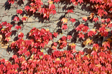 Herbstlich verfärbe Blätter - Wilder Wein