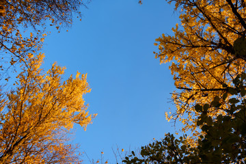 Frame of colorful autumn leaves against blue sky