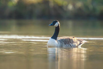 Canadian goose Branta canadensis close up