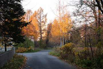 Road under sunset with fallen leaves through an autumn Pulkovo park