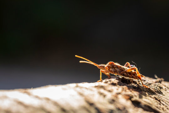 Western conifer seed bug insect, Leptoglossus occidentalis, crawling