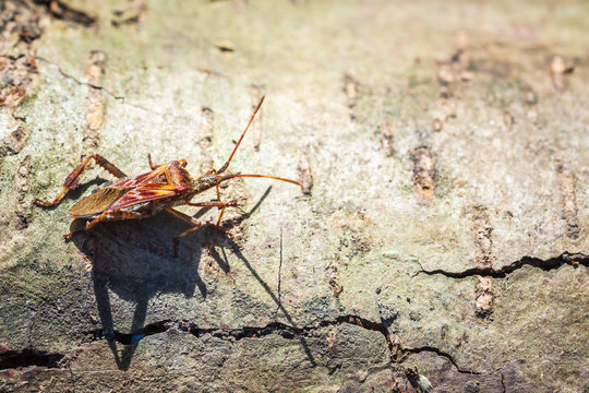 Western conifer seed bug insect, Leptoglossus occidentalis, crawling