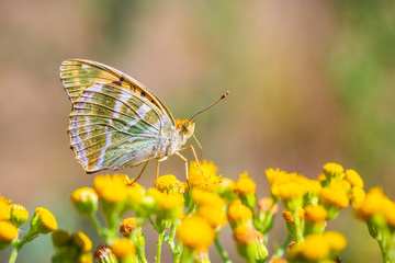 Silver-washed fritillary butterfly, Argynnis paphia, closeup
