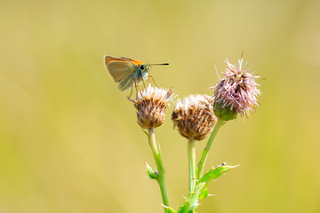 Essex skipper butterfly (Thymelicus lineola) feeding and pollinating