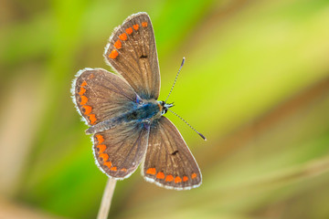 Closeup of a brown argus butterfly, Aricia agestis rsting in a meadow