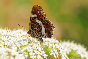 The map butterfly araschnia levana close-up portrait side view