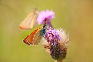 Essex skipper butterfly (Thymelicus lineola) feeding and pollinating