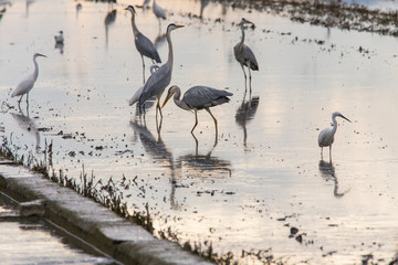 Garzas reales, garcetas y gaviotas en la Albufera de Valencia