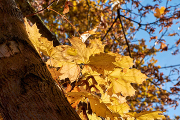 Goldene Ahornblätter