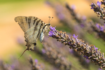 Scarce swallowtail butterfly (Iphiclides podalirius) butterfly on purple lavender flowers
