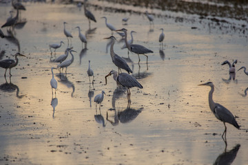 Garzas reales y garcetas en la Albufera de Valencia pescando anguilas