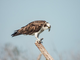 Lake Apopka Wildlife Drive