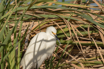 Lake Apopka Wildlife Drive