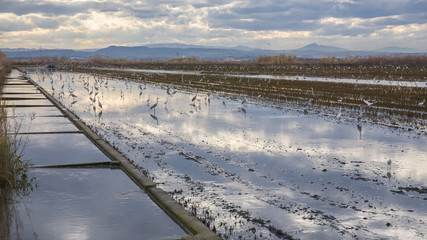 Campo de arroz con aves en la Albufera de Valencia al atardecer