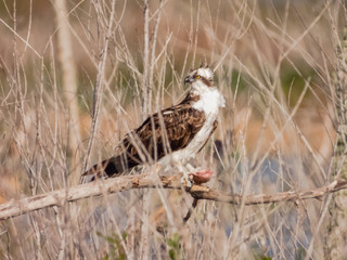 Lake Apopka Wildlife Drive