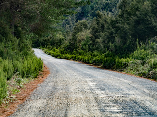 Fototapeta na wymiar gravel road through forest new zealand