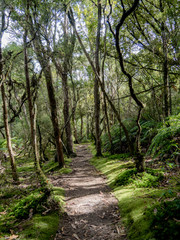 hiking trail through green trees new zealand