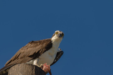 Lake Apopka Wildlife Drive