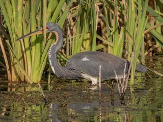 Lake Apopka Wildlife Drive