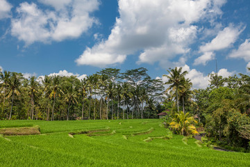 Best scenic Asian backgrounds and landscapes, people culture and nature of Bali and Java islands, travel places in Indonesia