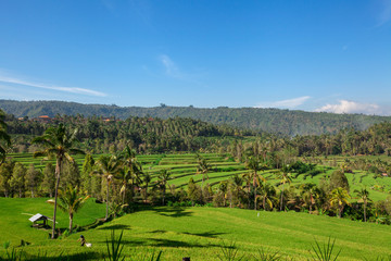 Munduk, Bali. Surrounded by dense jungle vegetation on all sides are bright green terraces to cultivate rice