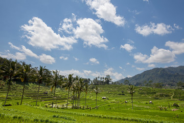 Fototapeta na wymiar Rice field in early stage at Ubud, Bali, Indonesia. Coconut tree and hut at background