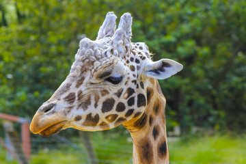 Close up Shot of A Giraffe Head